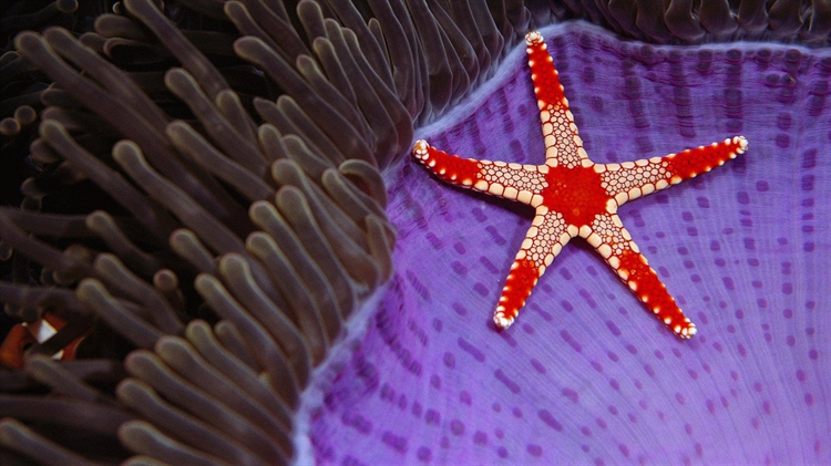  西巴丹岛附近，巨大海葵上的一枚海星
