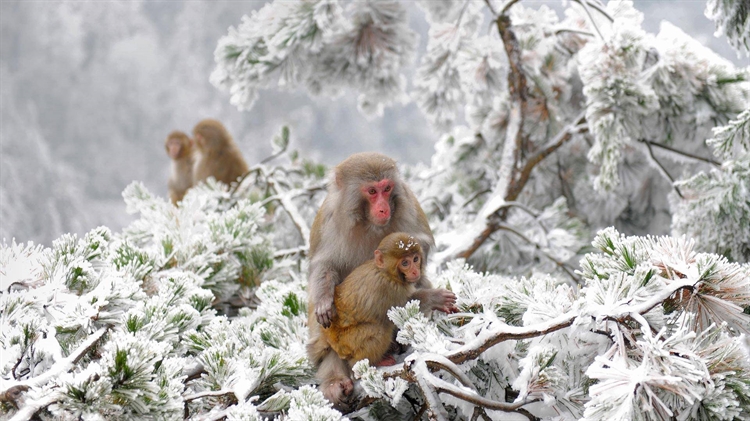 中国 ，张家界附近武陵源旷野里的几只恒河猴