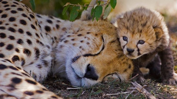 肯尼亚 ，马赛马拉国家野生动物保护区内的一只雌性猎豹和她一周大的幼崽
