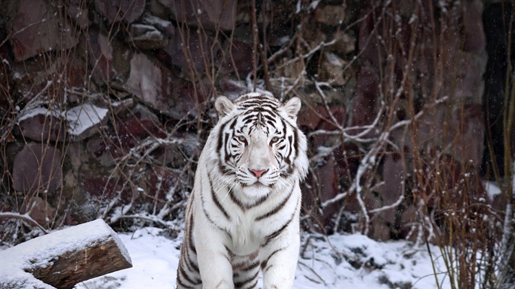 俄罗斯 ，莫斯科动物园内的一只孟加拉白虎