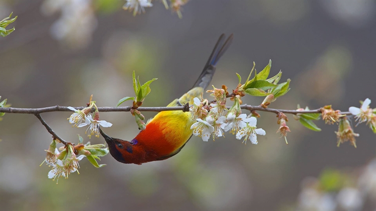 中国云南省 ，【今日春分】梅里雪山国家公园内一只以桃花为食的蓝喉太阳鸟