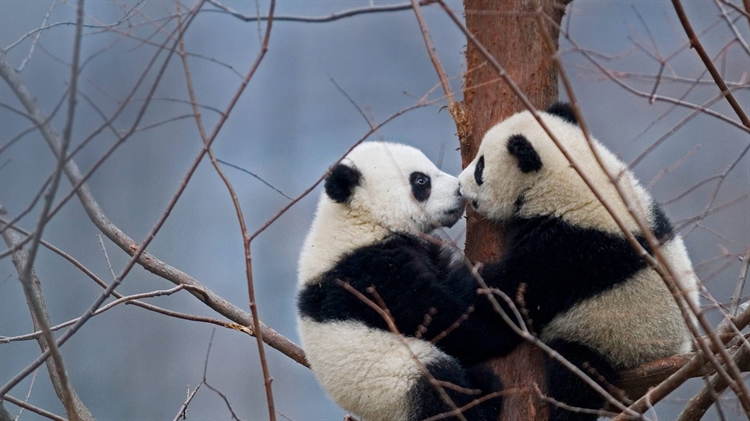 中国 ，【今日国际接吻节】两只大熊猫宝宝