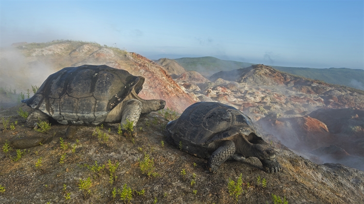 加拉帕戈斯群岛 ，阿尔塞多火山上的象龟