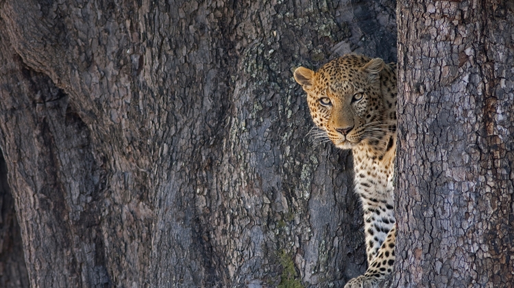 博茨瓦纳 ，利尼扬蒂野生动物保护区中的一只雄性豹子