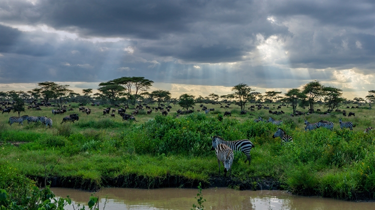 坦桑尼亚塞伦盖蒂国家公园的斑马和角马 