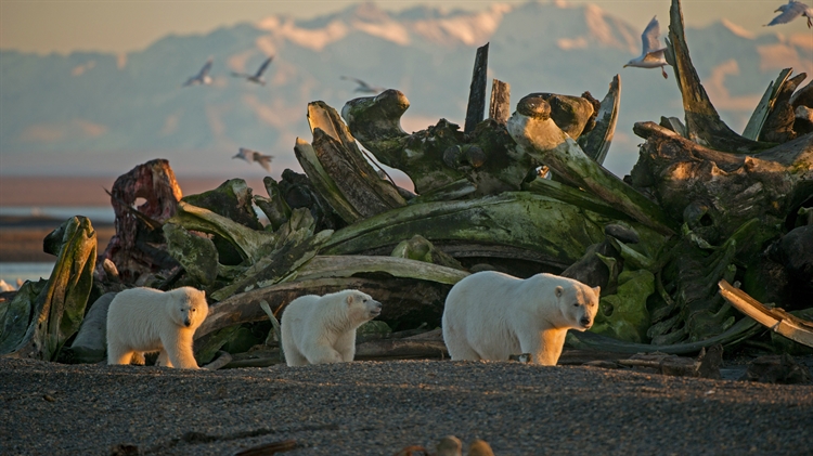 阿拉斯加 ，北极国家野生动物保护区里的一只雌性北极熊和她的幼崽