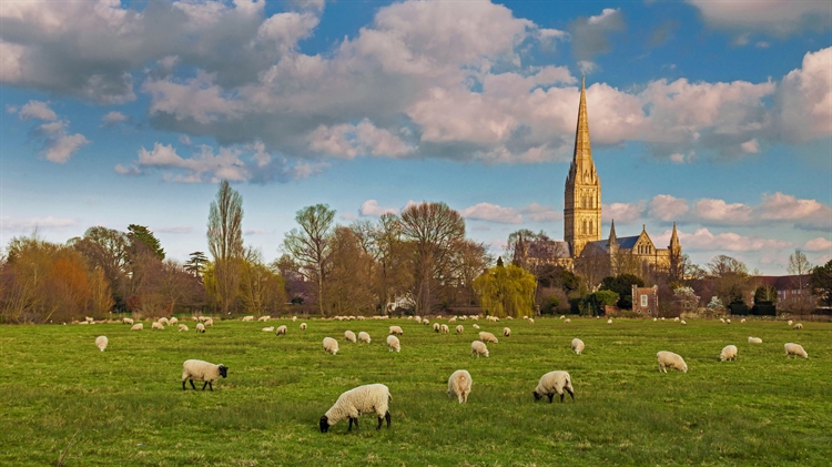 英格兰 ，索尔茲伯里大教堂与放牧的羊群
