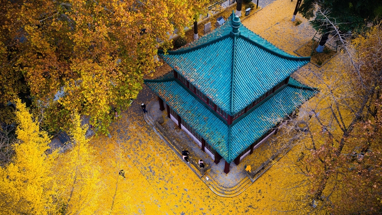 中国南京 ，玄武湖公园的金色银杏叶