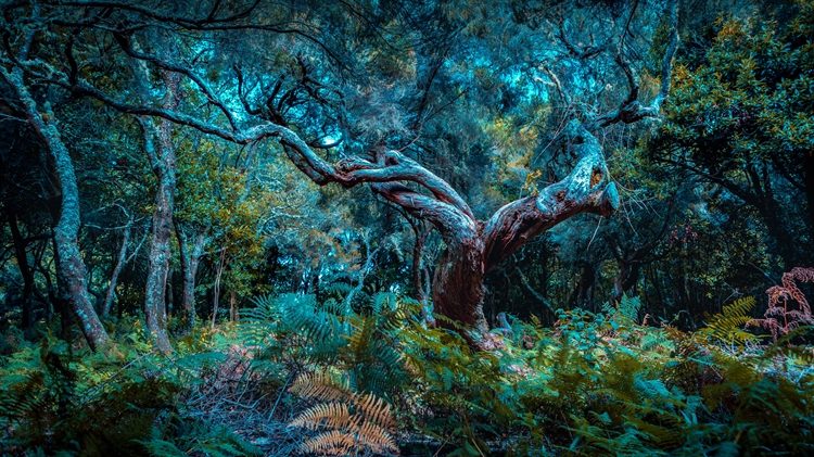 马德拉岛的法纳尔森林，葡萄牙 