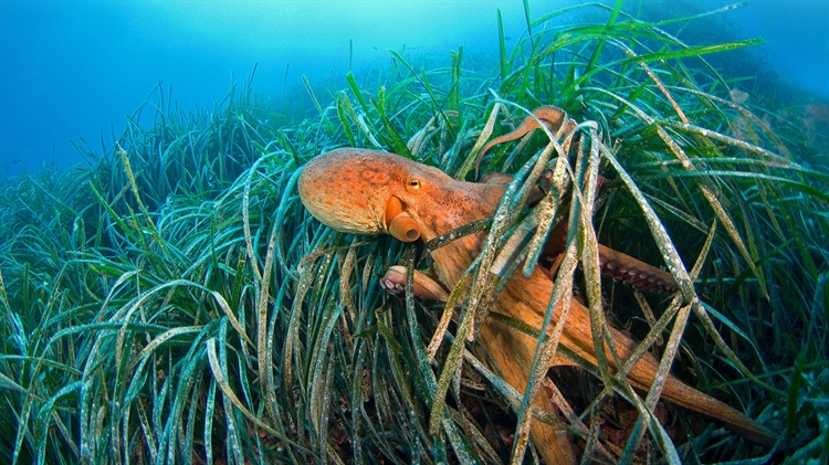 海草中的章鱼，法国利翁湾 