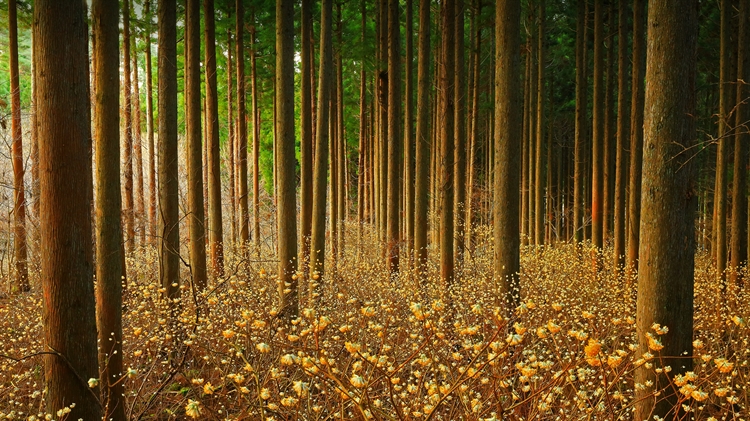 森林中的结香花，日本 