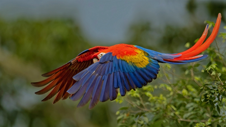 展开双翅的绯红金刚鹦鹉，哥斯达黎加 