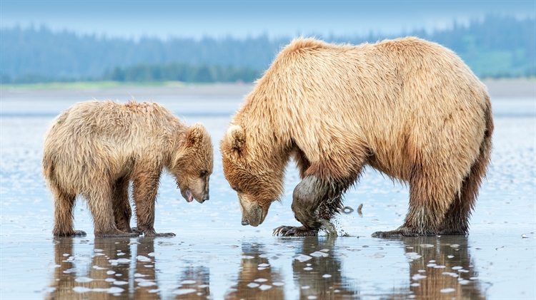 棕熊妈妈和幼崽，克拉克湖国家公园和自然保护区，美国阿拉斯加州 