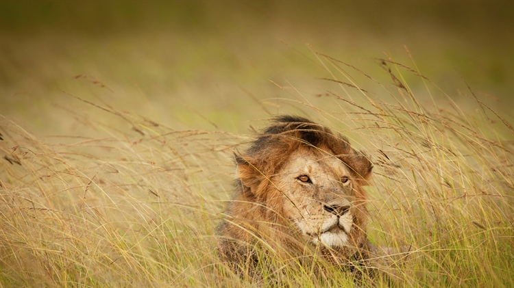 马赛马拉的一头狮子，肯尼亚 