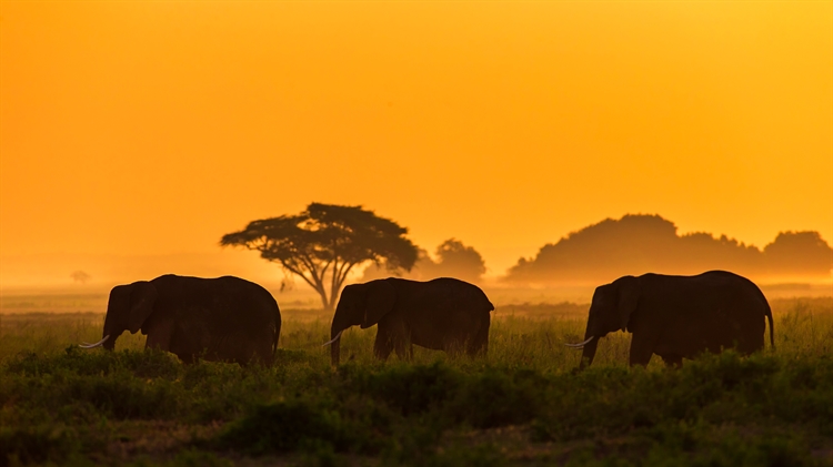 大象家族，安波塞利国家公园，肯尼亚 