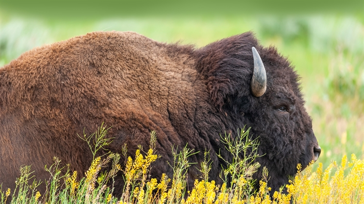 美洲野牛，大提顿国家公园，怀俄明州 