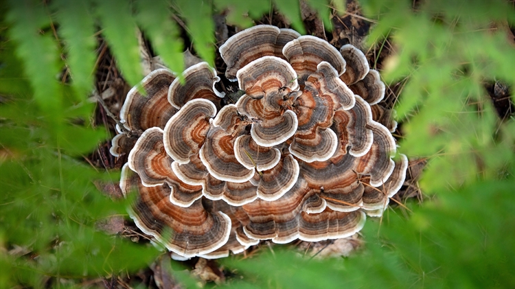火鸡尾蘑菇，布里瓦德，北卡罗来纳州，美国 