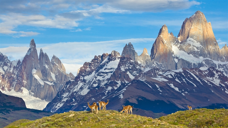 原驼，冰川国家公园，阿根廷 