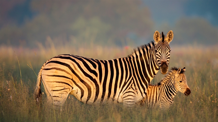布氏斑马妈妈和小马驹，里特弗雷自然保护区，南非 
