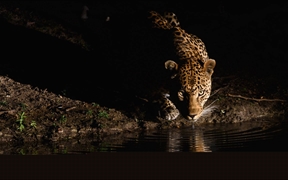 南非  ，一只非洲豹出现在伦多洛兹私人野生动物保护区