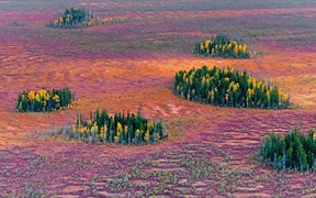  俄罗斯 ，西伯利亚东部针叶林的秋天