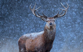 雪地里的红鹿 