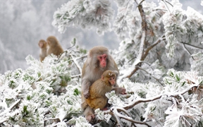 中国 ，张家界附近武陵源旷野里的几只恒河猴