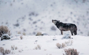 美国怀俄明州 ，黄石国家公园内的一只灰狼