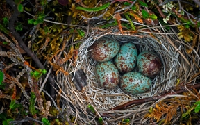 美国阿拉斯加州 ，北极国家野生动物保护区内地面上的巢穴