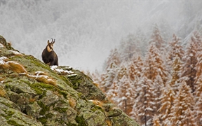 意大利 ，大帕拉迪索国家公园内的臆羚