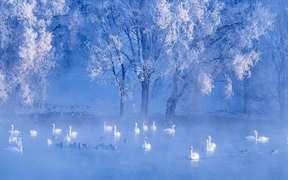 中国新疆伊犁州 ，【今日冬至】湖中的天鹅