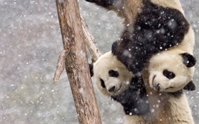 中国四川 ，【今日大雪】暴风雪中两只在树干上攀爬的大熊猫