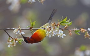 中国云南省 ，【今日春分】梅里雪山国家公园内一只以桃花为食的蓝喉太阳鸟