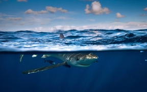 爱尔兰科克附近的大青鲨 
