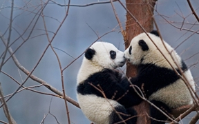 中国 ，【今日国际接吻节】两只大熊猫宝宝