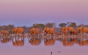 南非 ，【今日世界大象日】克鲁格国家公园内的大象