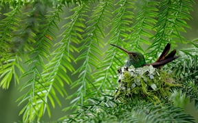 哥斯达黎加的一只棕尾蜂鸟 