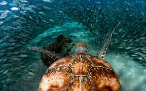 库拉索普拉亚格兰迪海滩附近的绿海龟和沙丁鱼 