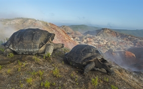 加拉帕戈斯群岛 ，阿尔塞多火山上的象龟