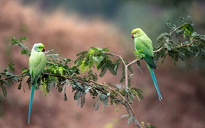 印度中央邦 ，Gharial野生动物保护区中的两只玫瑰环鹦鹉