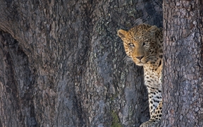 博茨瓦纳 ，利尼扬蒂野生动物保护区中的一只雄性豹子