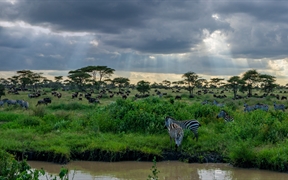 坦桑尼亚塞伦盖蒂国家公园的斑马和角马 