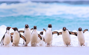 福克兰群岛上的南跳岩企鹅 