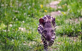 一只南美貘幼崽小跑着穿过草地 