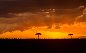肯尼亚马赛马拉野生动物保护区 ，日落时分正在迁徙的斑纹角马群