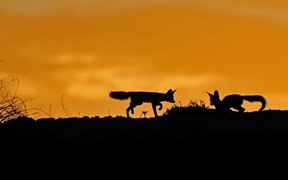 南非 ，卡拉哈里沙漠中的南非狐