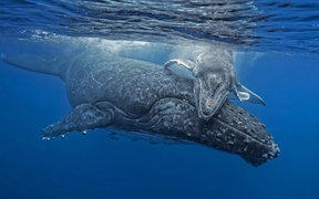 汤加海岸正要拥抱妈妈的小座头鲸 