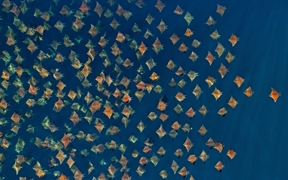 大群的芒基蝠鲼跃出水面，墨西哥加利福尼亚湾 