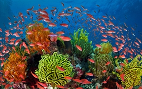 珊瑚礁周围的丝鳍拟花鮨鱼群，澳大利亚昆士兰大堡礁 