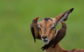 红嘴牛椋鸟和高角羚， 南非姆普马兰加省 